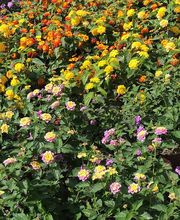 Jardinería Son Servera imagen 2