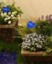 Bärtschi Blumen Pflanzen Floristik Bild 13