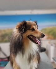 Hundesalon Farah Bild 10