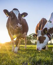 Milchkühe auf einer sonnigen Weide in natürlicher Umgebung