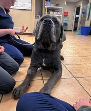 Middendorf Animal Hospital & Laser Centre image 5