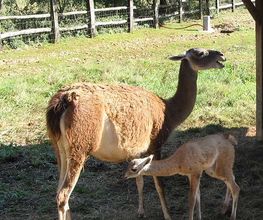 Parc Animalier image 1
