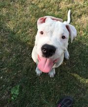 PATTE Z' EN CINQ - AURORE DI FELICE image 7