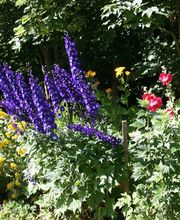 Buimenmeer im Garten im Frühjahr und Sommer