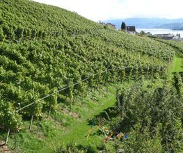 Weingut Hasenhalde Bild 2