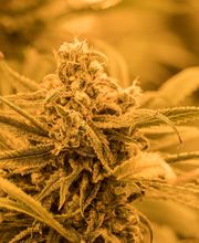 Lume Cannabis Dispensary Evart, MI image 15