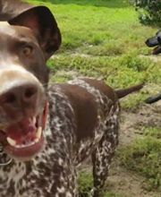 Dog Ways Hundecenter Bild 15