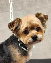 Barber Dog By Sonia image 10