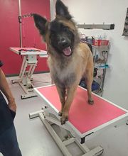 Toutou Tip Top image 5