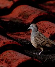 Taubenabwehr - Mr. Motte - Schädlingsbekämpfung - Hamburg