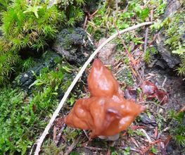 B Bois Forêts image 12