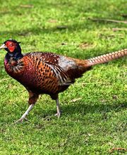 Normande Avicole image 9