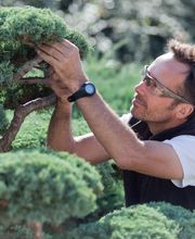 Sittelle Elagage image 5