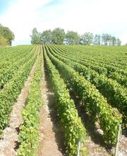 Champagne Boulachin Chaput image 2