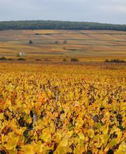 Domaine Besancenot EARL image 10