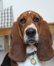 ZeVet - Cabinet vétérinaire Bild 7