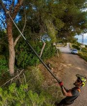 Sector Arbol imagen 6