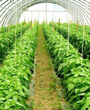 Lorra S. Coop. imagen 2