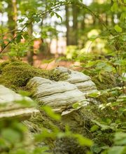 Die Natur schmückt die Gräber in den schönsten Farben und Formen.