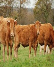 Les Boucheries du Bocage image 13