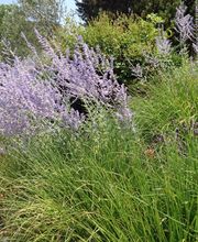 Royal Jardin sarl Bild 3