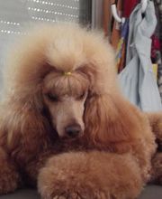 L'Esthétique Canine image 1