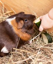 Kita Waldi Rubigen Bild 9