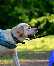 Dr. med. vet. Stephanie Adams - Tierverhaltenstherapie Bild 3