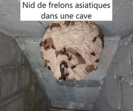 Protec Nuisibles image 9