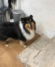 Armelle Toiletteuse Chiens Et Chats image 6