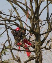 Sos Elagage & Energie Verte image 4