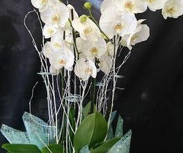 Floristería Imabel imagen 20