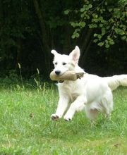 Elevage des Rives de la Bidouze image 12