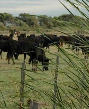 Manade Tournebelle image 2