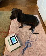 Tiertherapie Rosenthal Bild 9