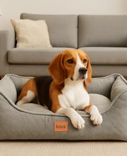 Beagle im gemütlichen Hundebett.png