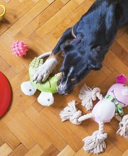 pattounesblog.com image 3