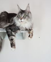 Pattenrond & Cie image 14