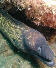 DIVE SECTOR Bild 5
