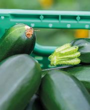 Stoll Légumes Bild 7