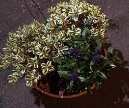 Vive Le Jardin image 18