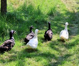 Ther'animal Bild 5