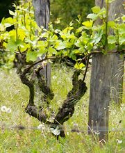 Scherrer Thierry-Bernard image 2