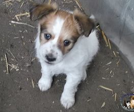 Second Hand Hunde in Not Bild 3