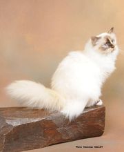 Chatterie de caline : Élevage et vente de chatons Sacré de birmanie image 3