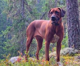 Rhodesian Ridgeback Züchter Bild 10