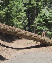 Southern Oregon Tree Care LLC image 9