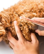 Hundesalon Pet Cut's Bild 10
