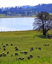 Bed and Breakfast "Im Röseligarten" Bild 11