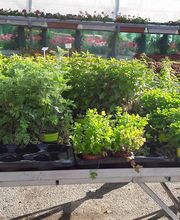 Schwab Fleurs SA Bild 7